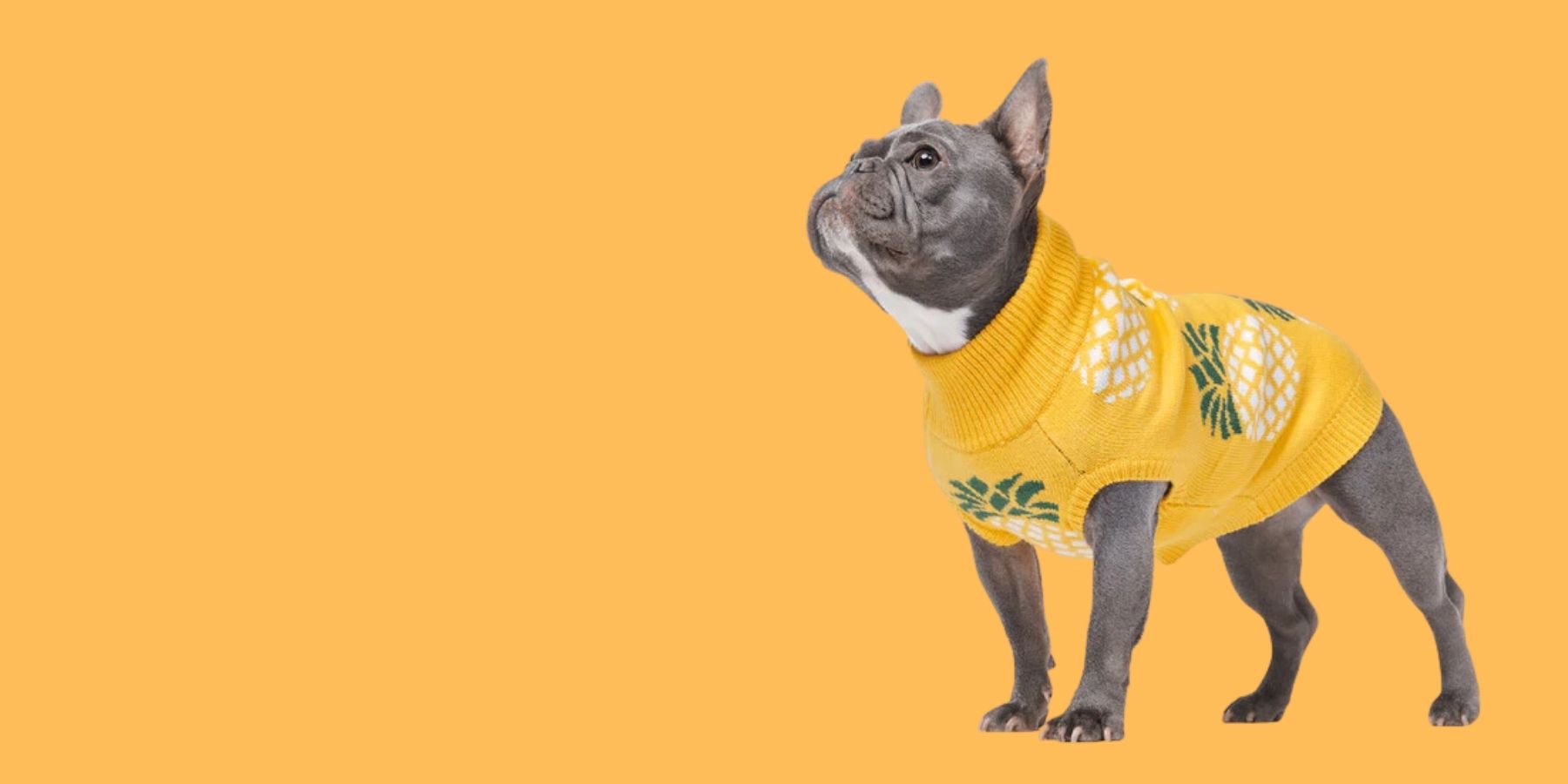 How to Get Dog Hair Out of Clothes SPARK PAWS