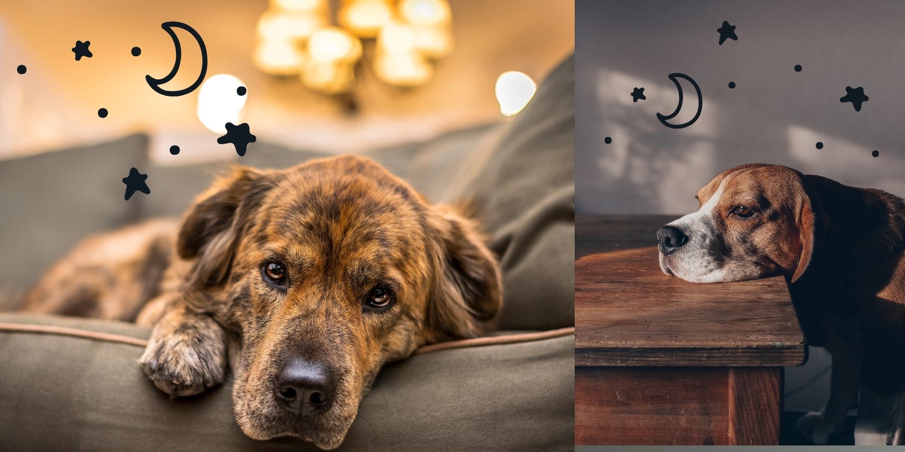 Dog anxiety at night shop