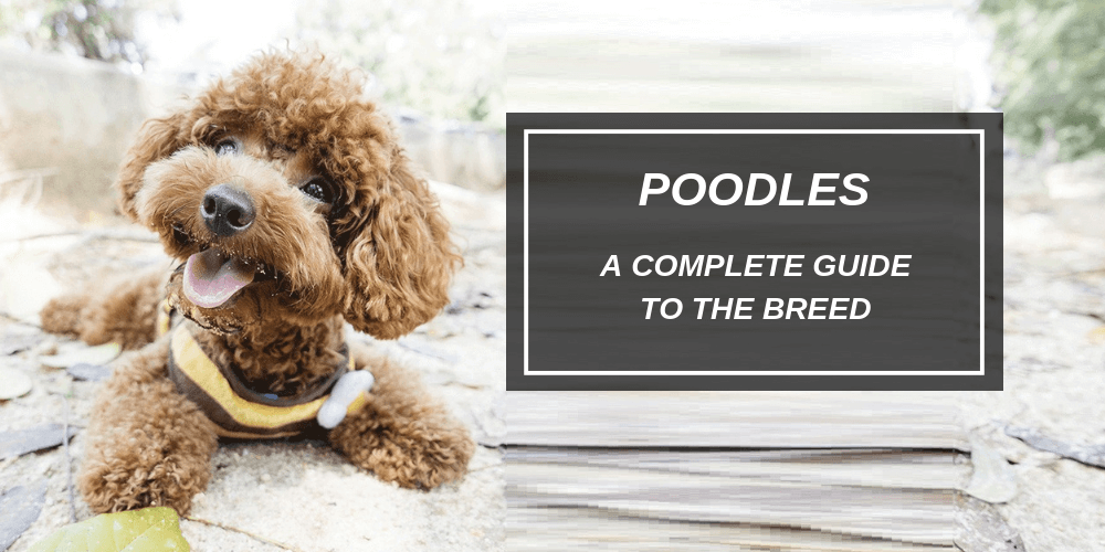 Cold weather clothes- sweater or full onesie needed? : r/poodles