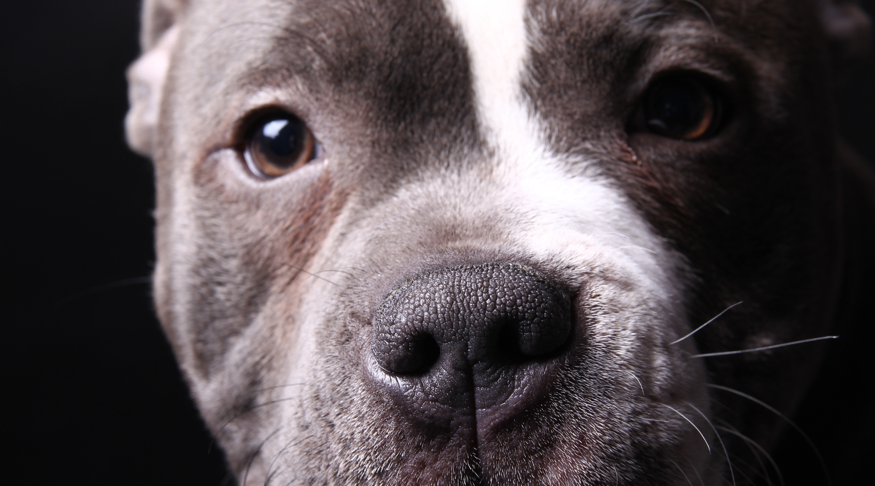 Good dog food shop for pitbulls with allergies