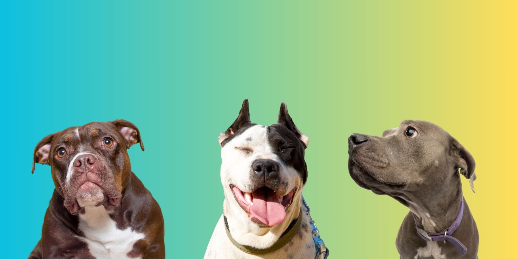 Pit bull Colors A List of all pit bull color combinations with pictu