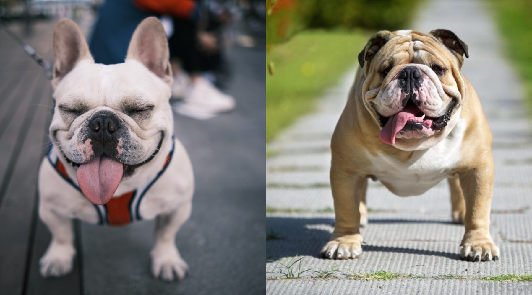 English x french hot sale bulldog