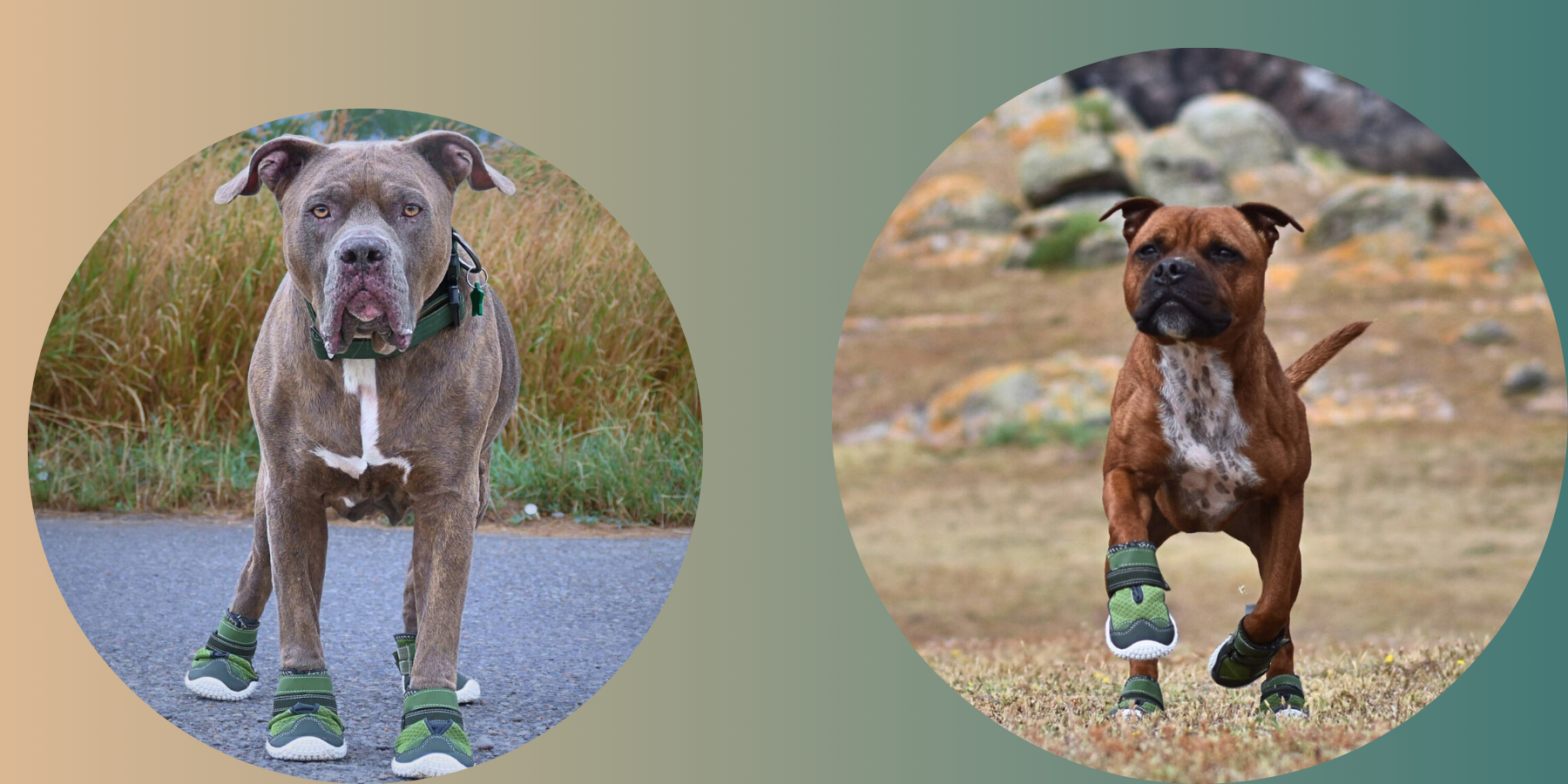 Dog Running Shoes The Perfect Fit for Your Pup's Active Lifestyle