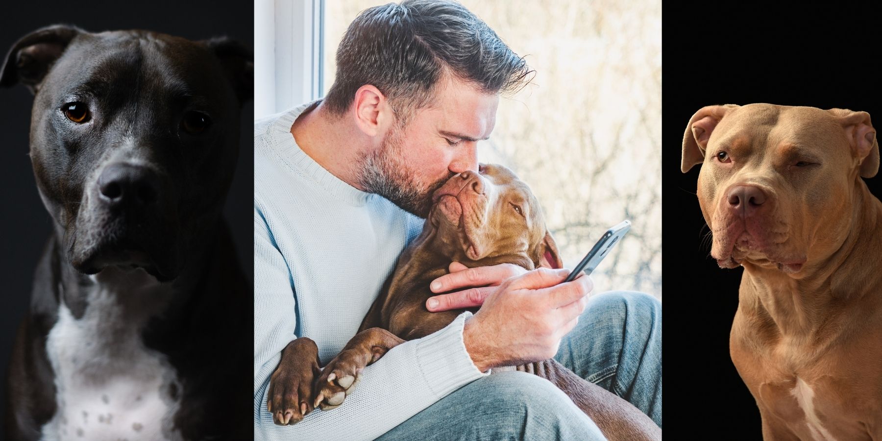 Do Pitbulls Turn On Their Owners SPARK PAWS