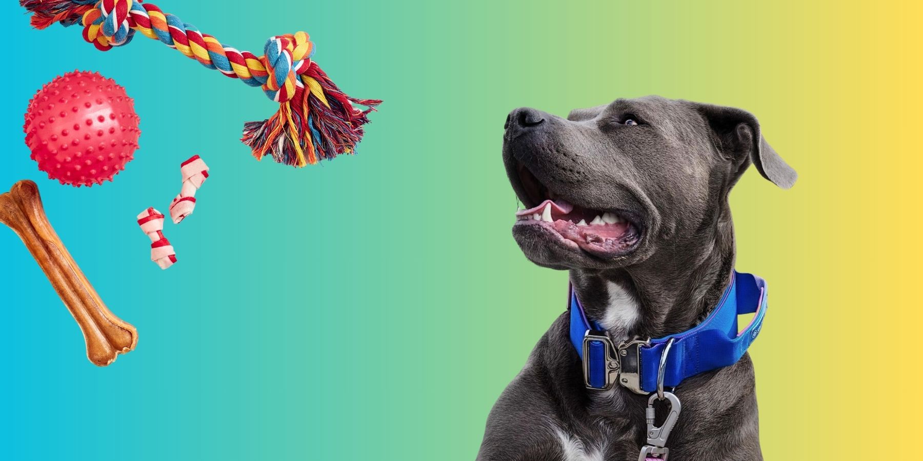 Best Dog Toys for Pitbulls: Durable, Fun, and Safe Picks