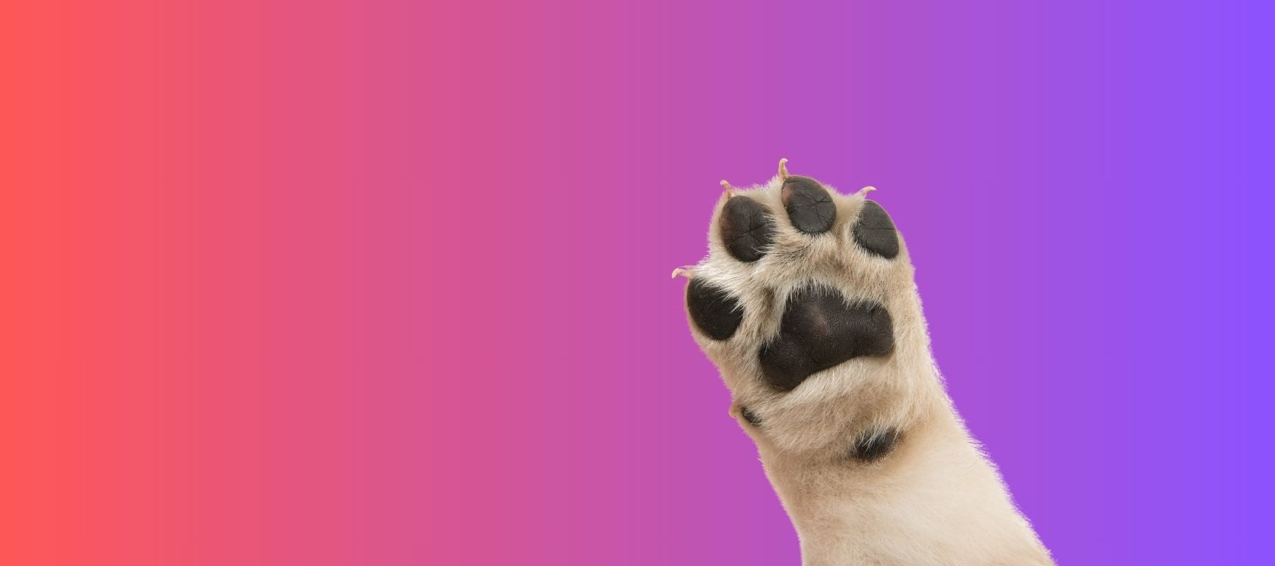 Paws For Wellness