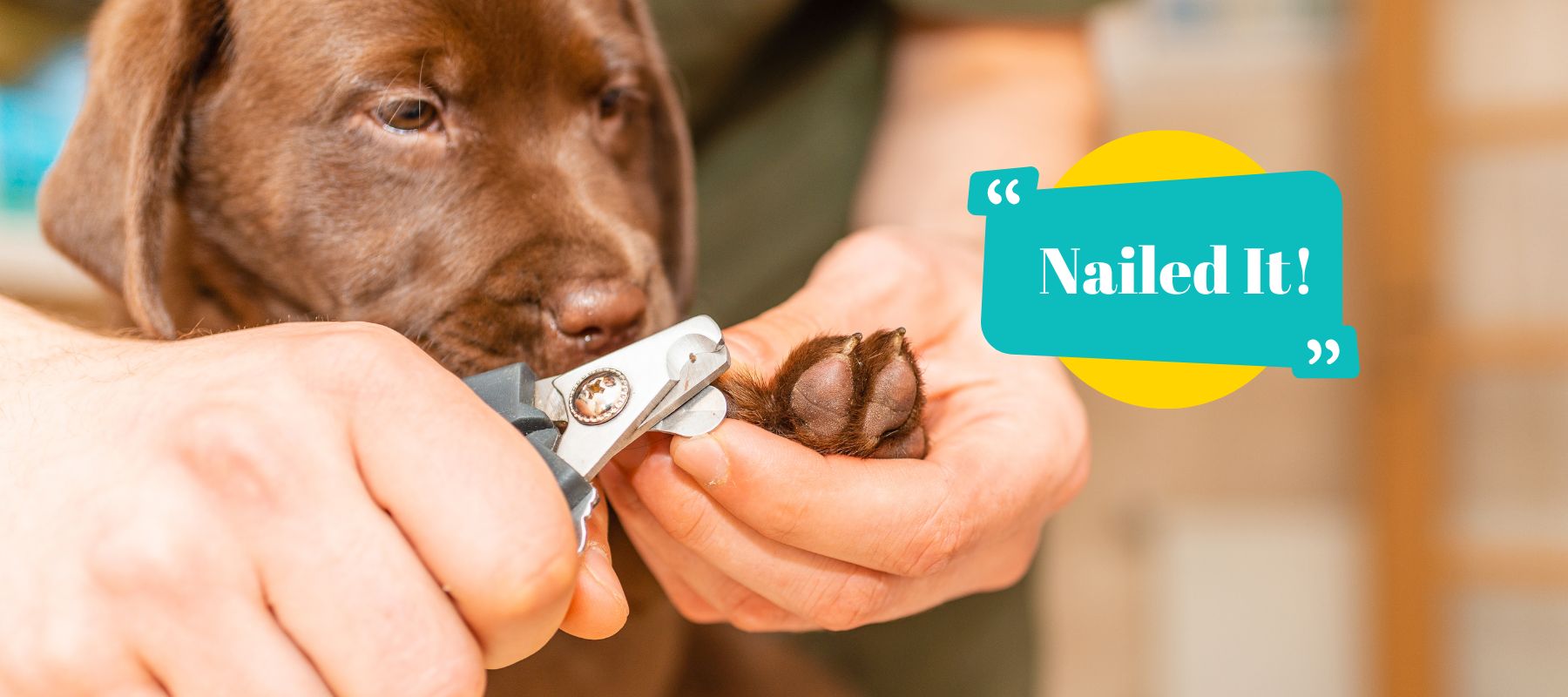 View of Dog Nail Care: A Guide to Stress-Free Nail Trimming – SPARK PAWS