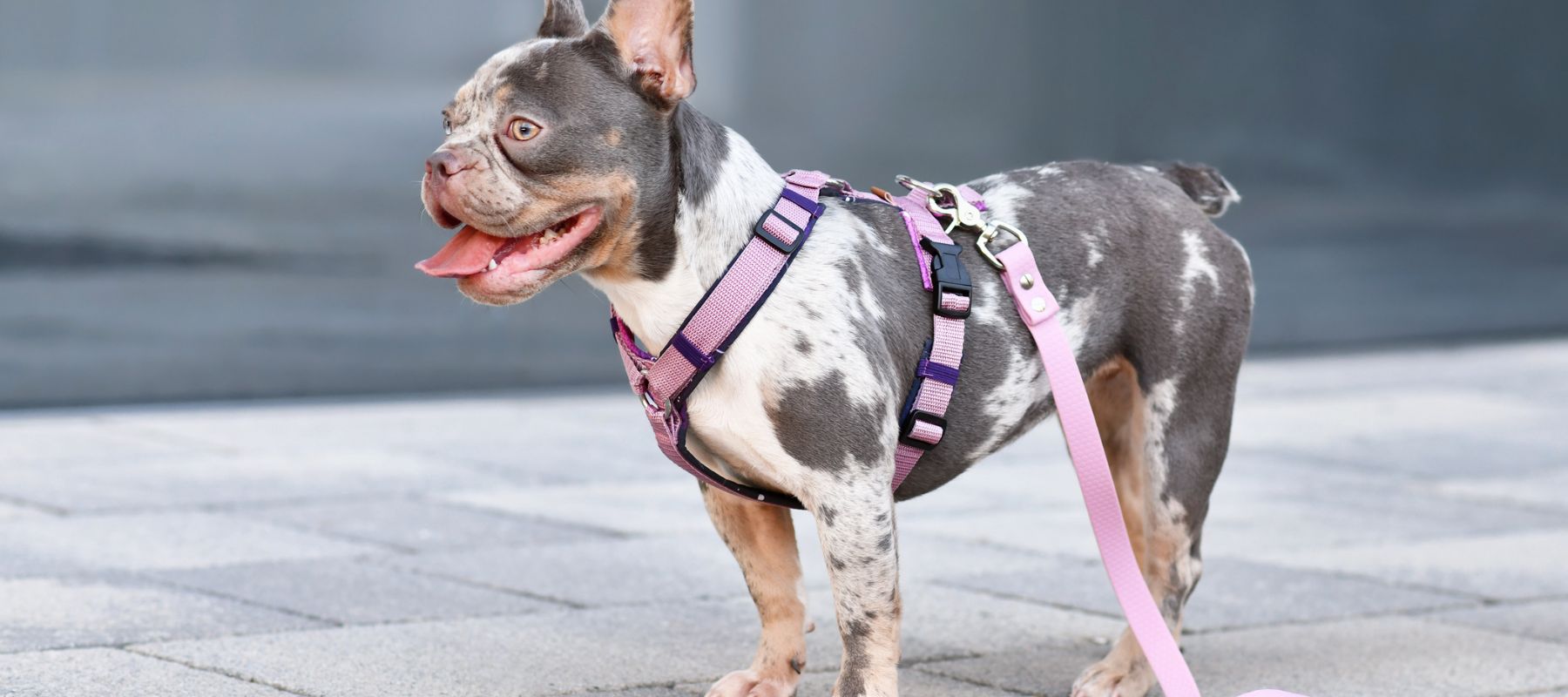 how to put dog harness on small dog