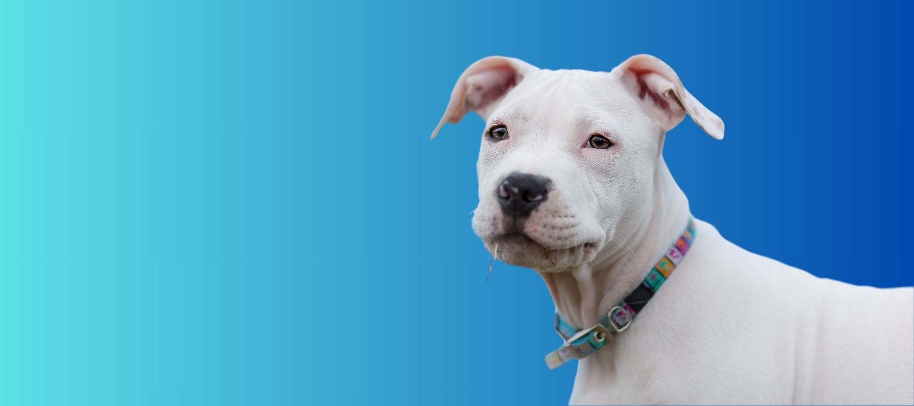 How to crate train a pitbull puppy sales