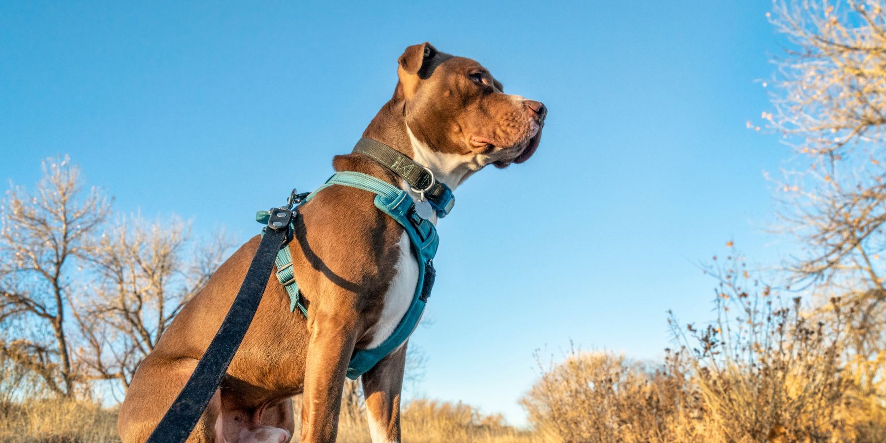 Pit Bull How To Put On A No Pull Harness No Pull Dog Weight