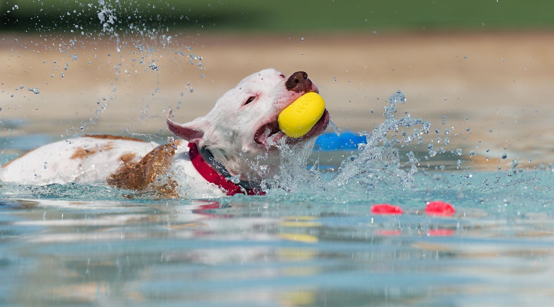 do pitbull terriers like to swim? 2
