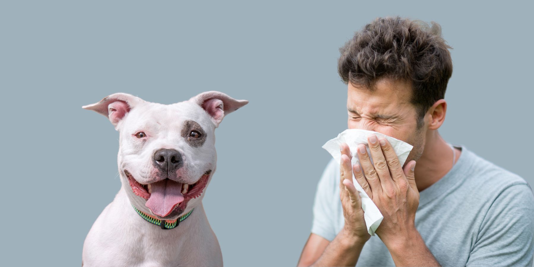 Pitbull hypoallergenic cheap