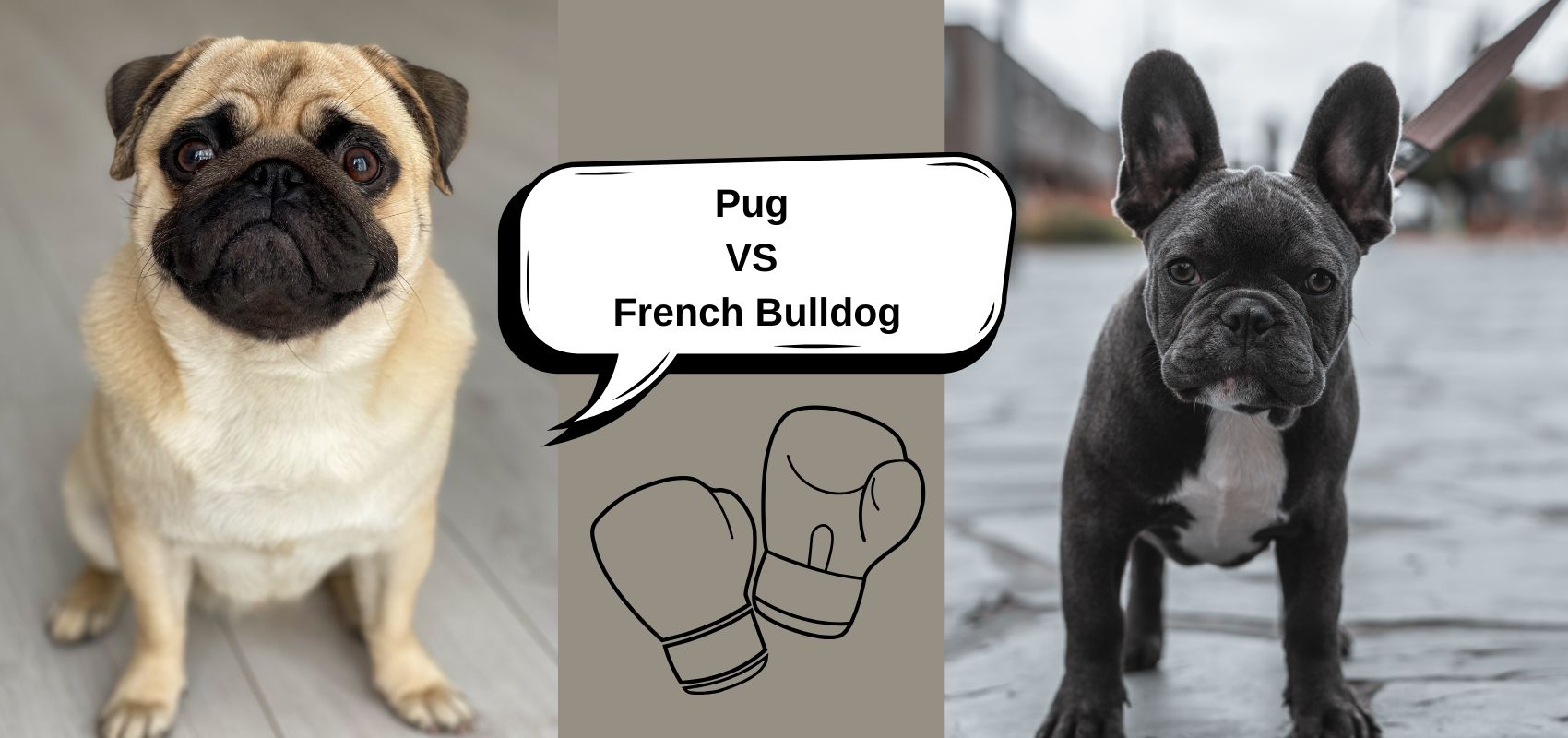Pug vs French Bulldog: Complete Guide to Choosing Your Pup – SPARK PAWS, image size:1700x800