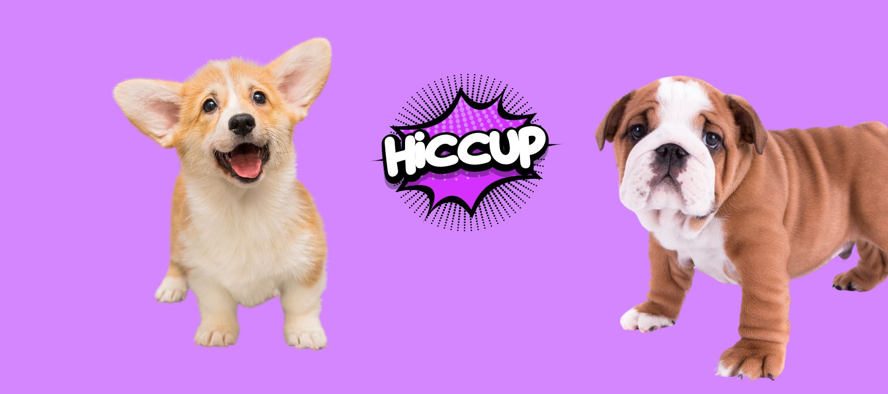 Puppy Hiccups Causes and Remedies for Your Furry Friend SPARK PAWS