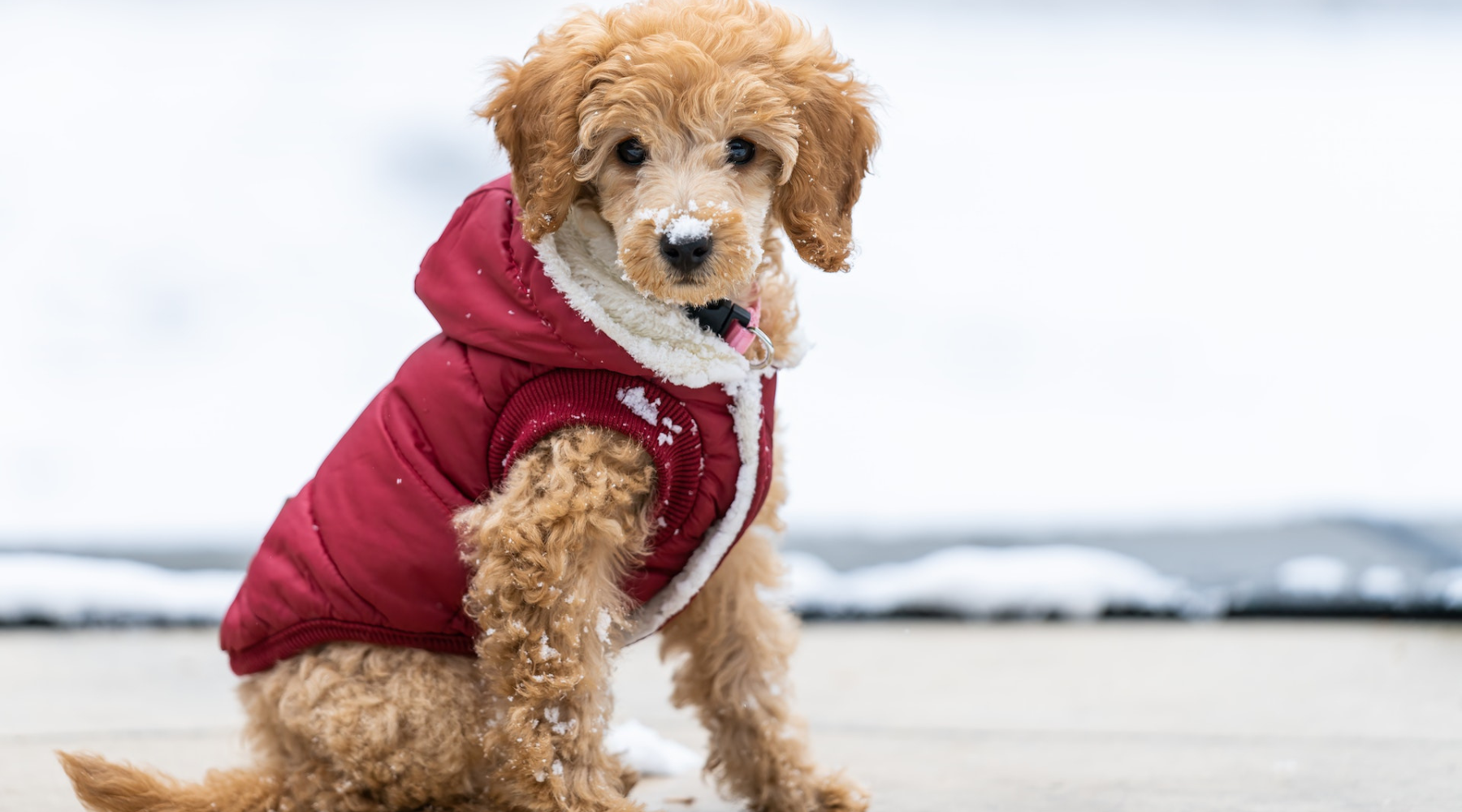 Paws itively Stylish 6 Reasons Why Your Dog Should Wear Clothes