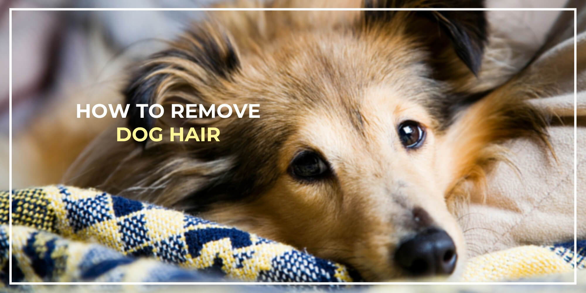 How to Remove Dog Hair From Your Clothes Easily SPARK PAWS