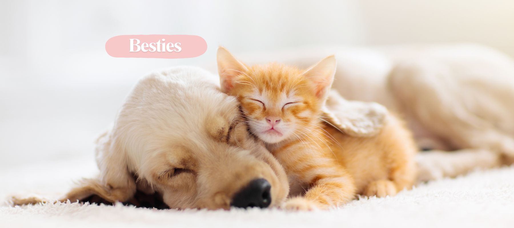 What Age to Introduce Kitten to Dog? Step-by-Step Introduction – SPARK PAWS, image size:1800x800