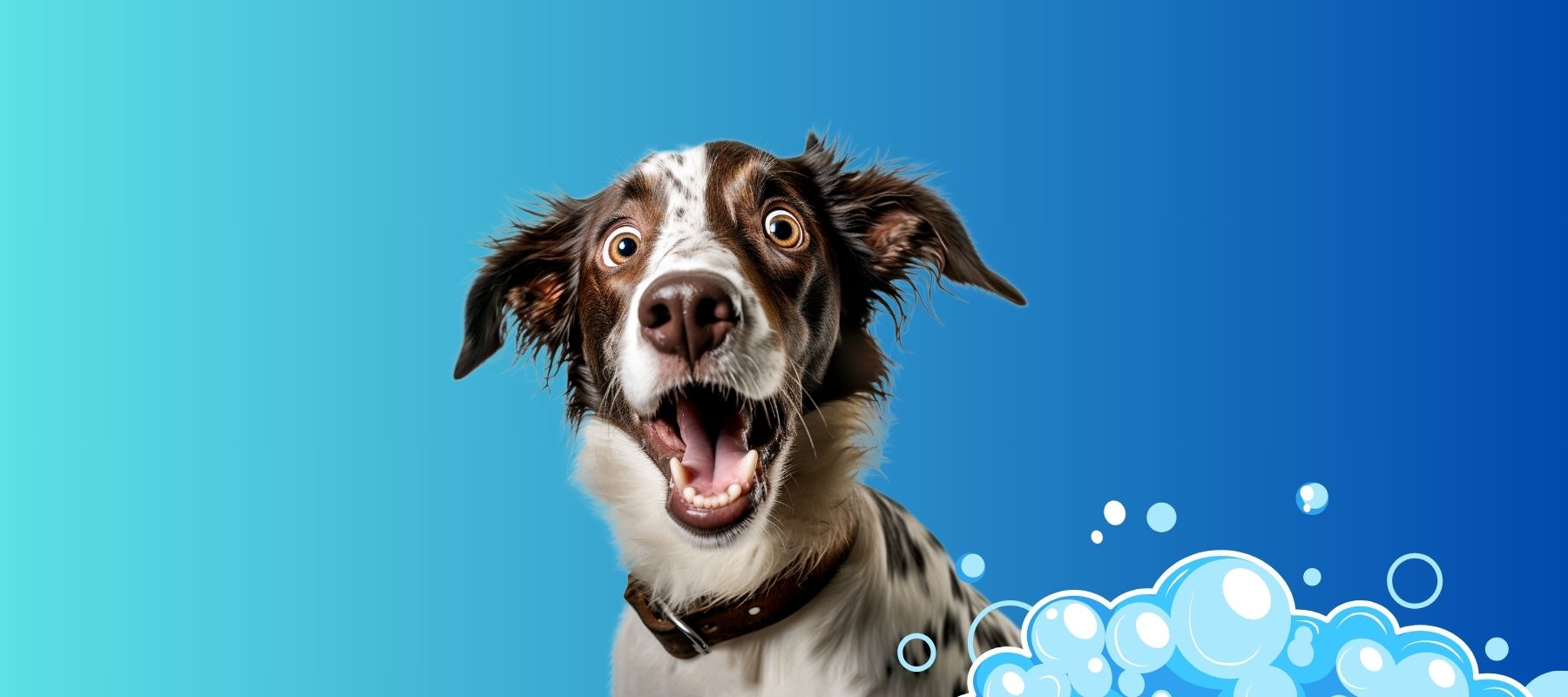 Why Do Dogs Get Zoomies After a Bath? Experts Explain SPARK PAWS
