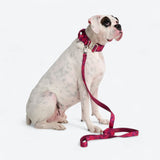 Comfort Control Collar Set - Fuchsia Camo