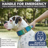 Comfort Control Collar Set - Lime Wave