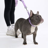 Lilac Martingale Collar||size:A,B