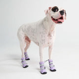 Dog Rainboots, Waterproof Dog Shoes - Lilac