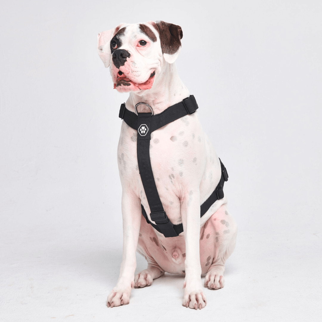 Top Paw Four Paws Harness Petco Training Collars Top Paw Dog