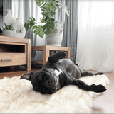 Faux Fur Memory Foam Rug Dog Bed