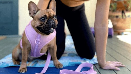 Fun Things to Do With Your Dog This Summer