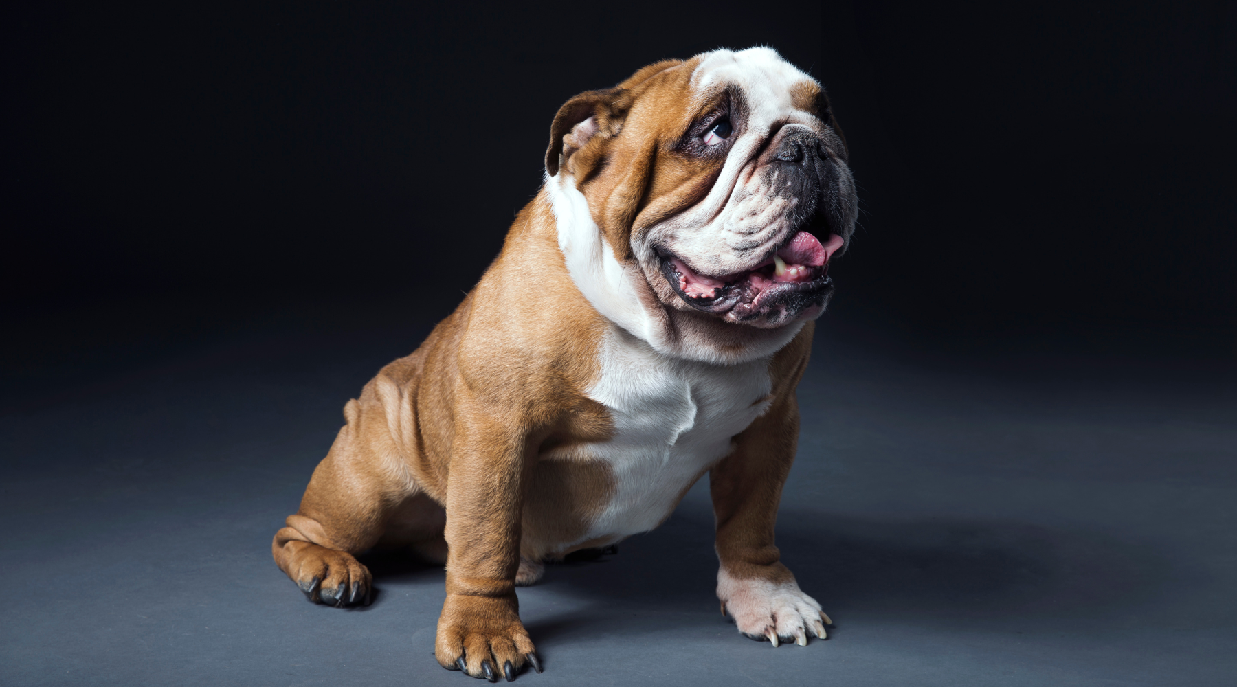 How To Find The Best Bulldog Harness – SPARK PAWS