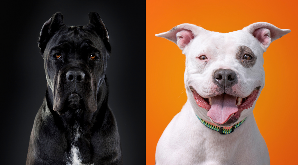 King corso deals pitbull