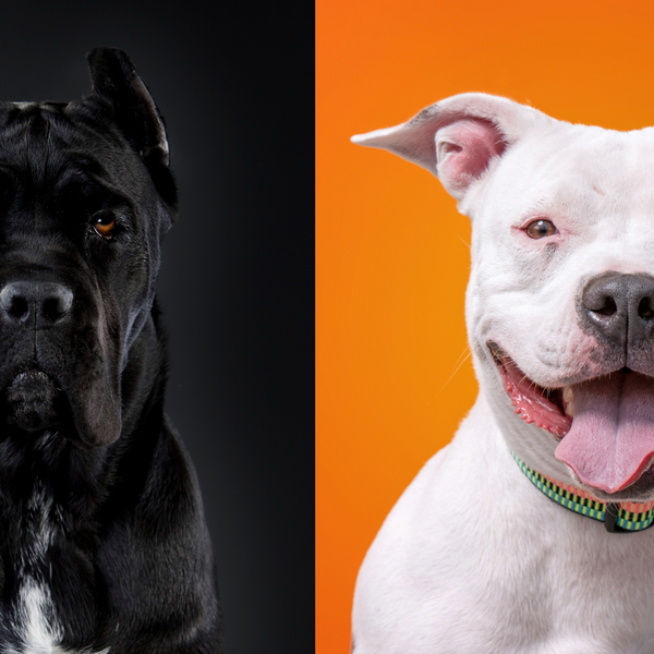 Pitbull new arrivals vs corso