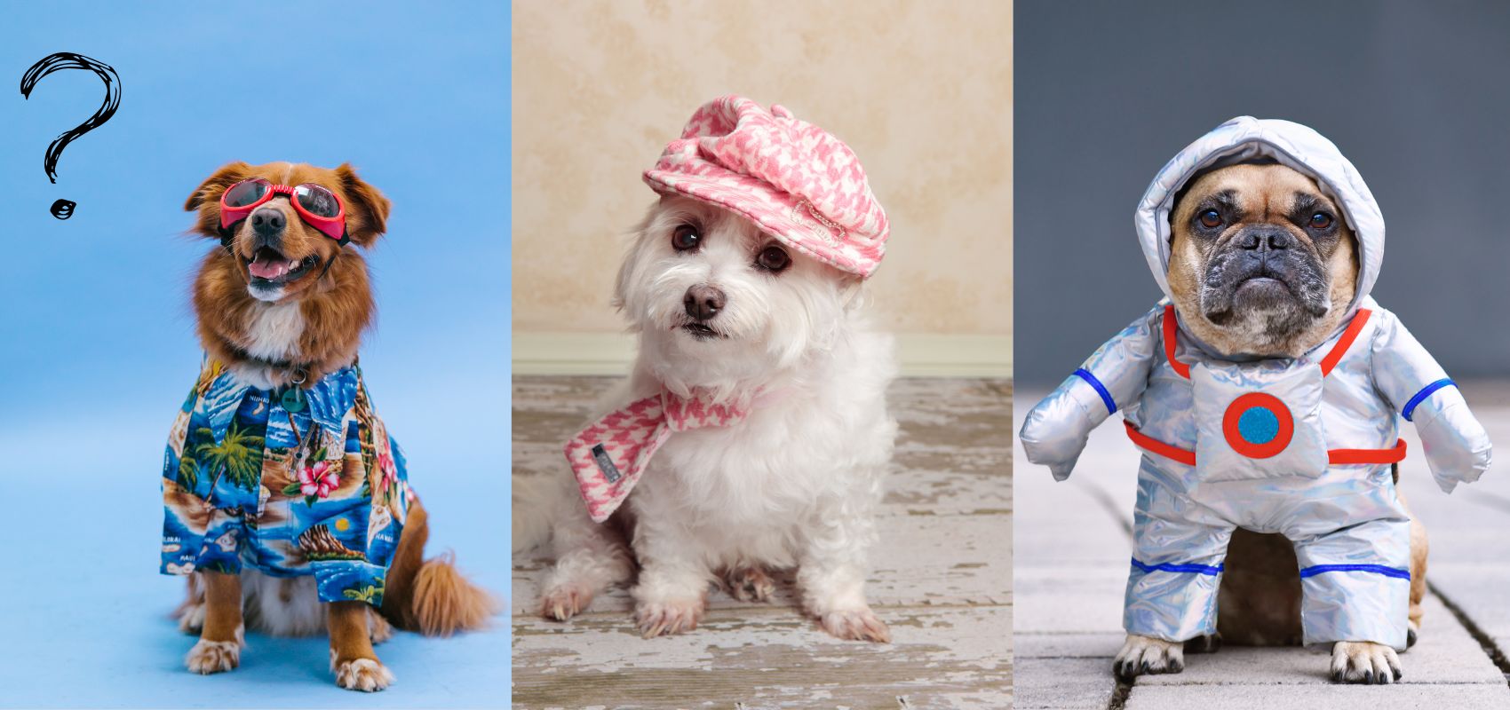 Do Dogs Like Wearing Clothes? How to Tell What Your Pup Really Prefers ...