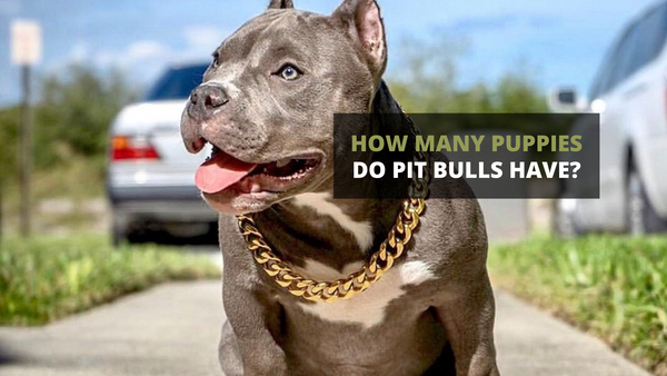 How Many Puppies Do Pit Bulls Have?