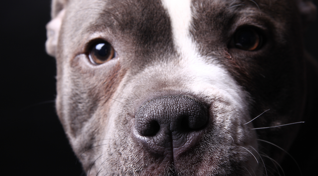 Dog food for top pitbulls with skin allergies
