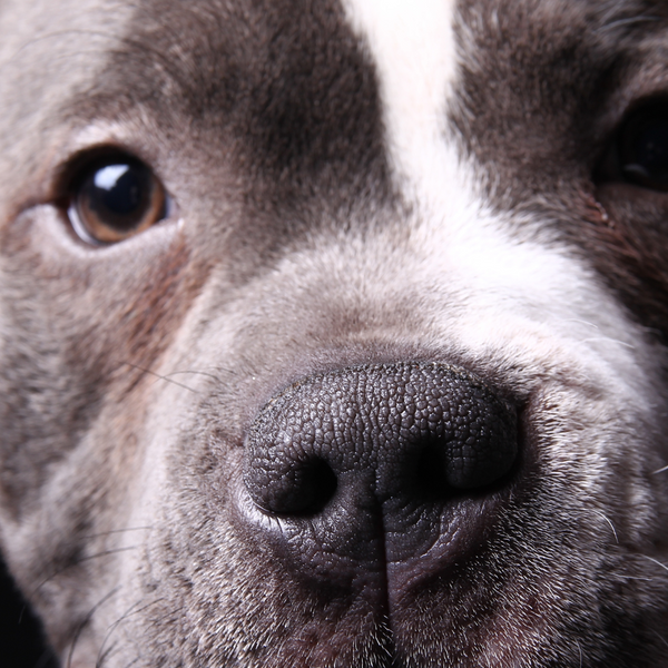 Dog food for pitbulls with skin allergies cheap