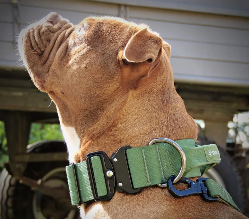 Dog harness hot sale for bully breeds