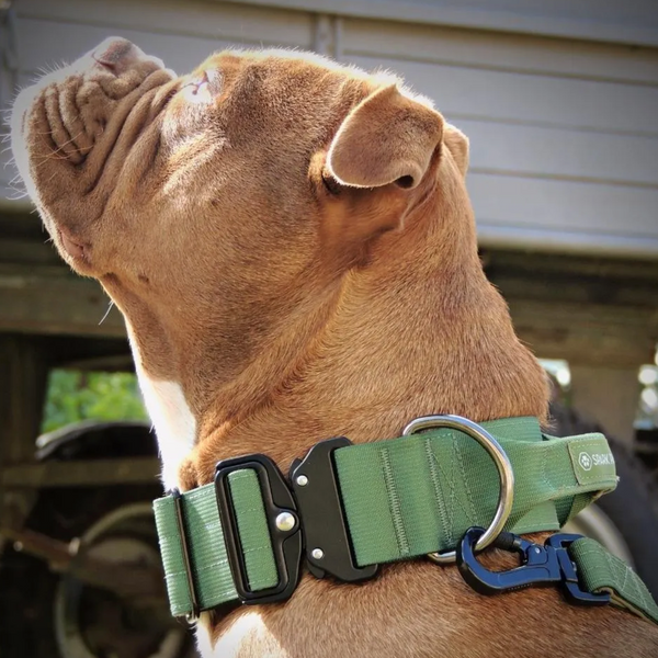 Bully's heavy duty 2024 nylon pitbull collar