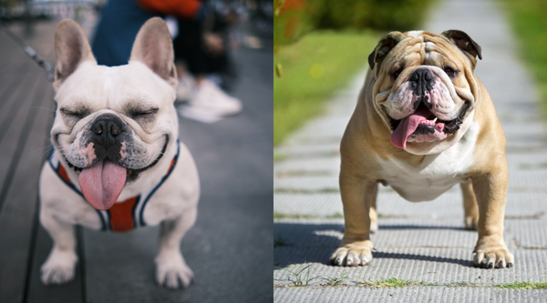 French Bulldog vs. English Bulldog – Which Is Right for You?
