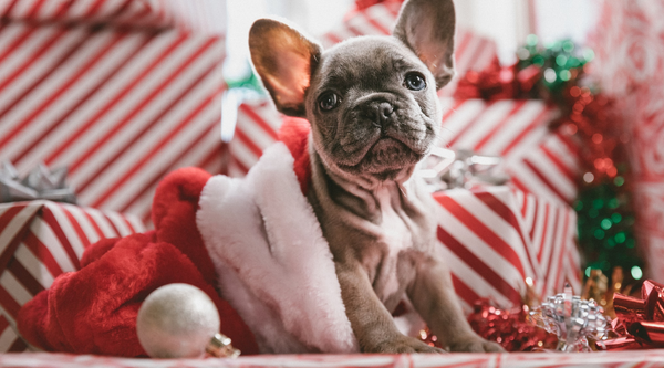 How To Prepare Your Dog for the Holiday Season