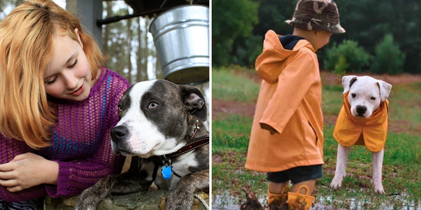 Pit Bulls and Babies - Can They Grow Side-by-Side?