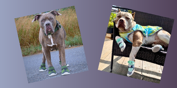 How Should Dog Shoes Fit? A Paw-sitive Guide!