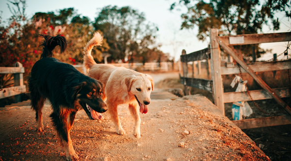 The Best Dog Collar for Large / Big Dog Breeds