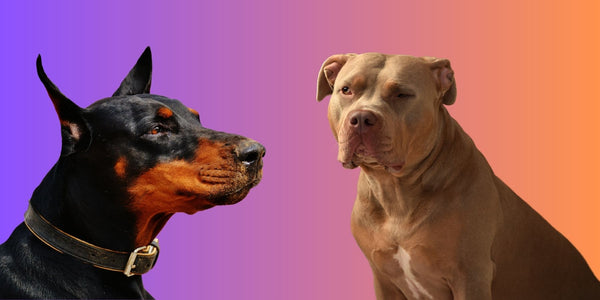 Doberman vs. Pit Bull: Which Breed Is Right For You?