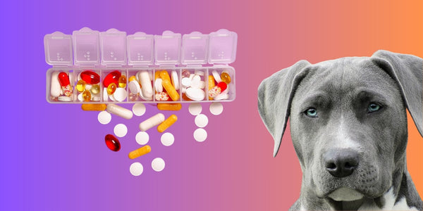 Pit Bull Vitamins - All you need to know