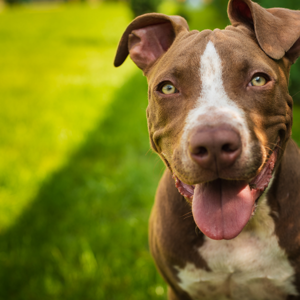 Pitbull shedding deals