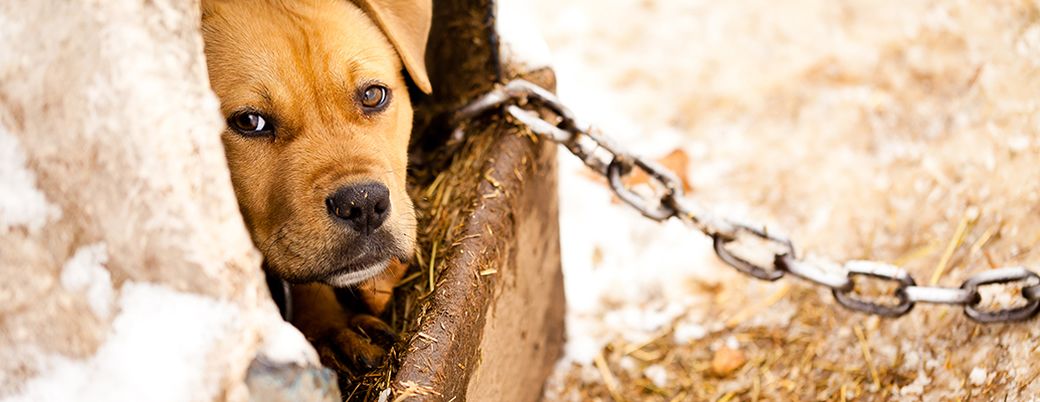 Our Battle Against Animal Cruelty & Dog Fighting – SPARK PAWS