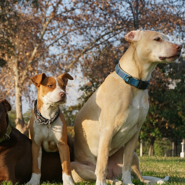 Are Pitbulls good with other dogs SPARK PAWS