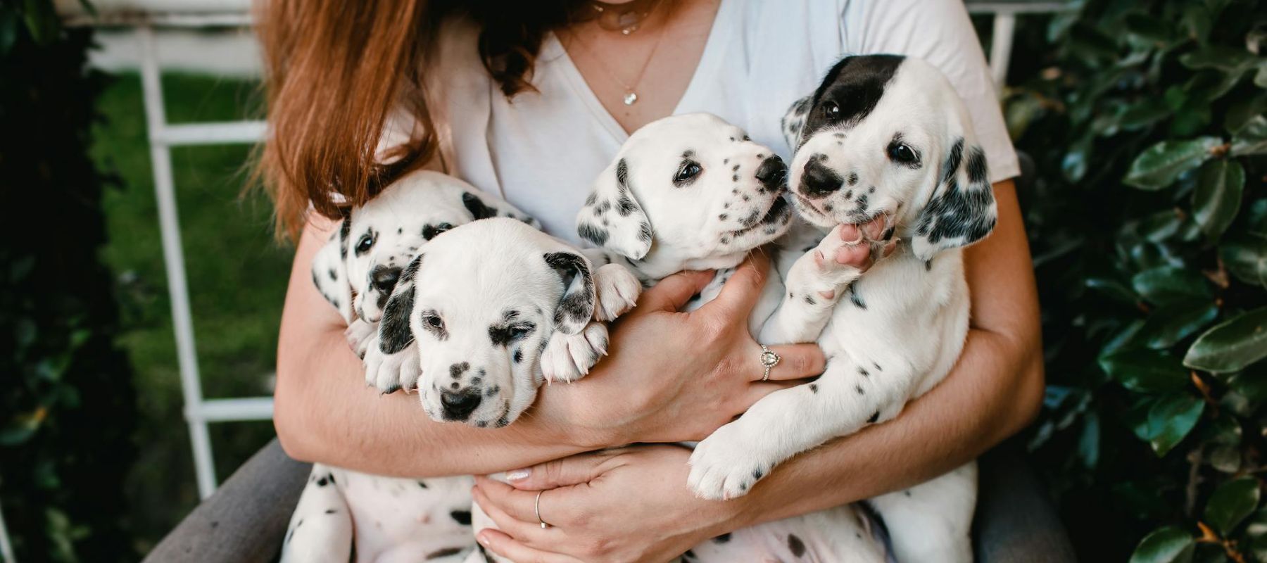 At What Age Can a Dog Get Pregnant? A Complete Guide – SPARK PAWS