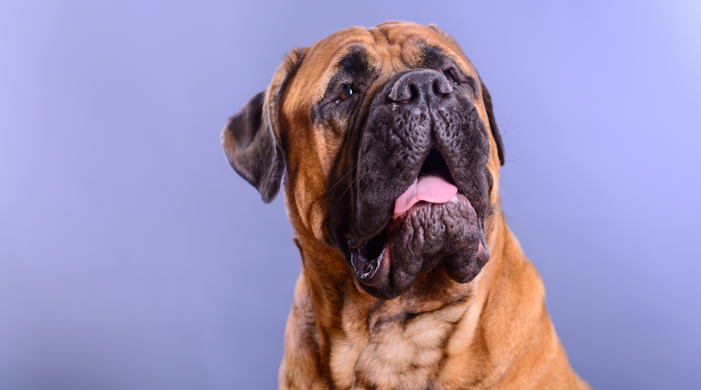 Best collar for deals bullmastiff